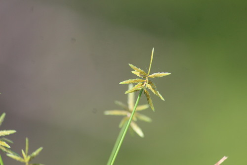 Cyperus humilis, 2022-03-15
