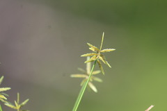 Cyperus fugax