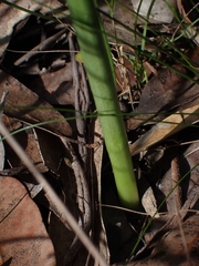 Microtis parviflora
