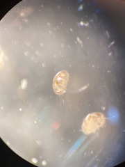 Ostracoda