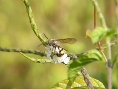 Campsomerinae