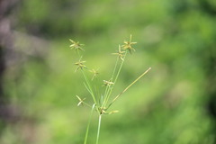 Cyperus fugax