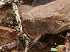 Trachypetrella anderssonii