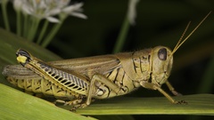 Melanoplus differentialis