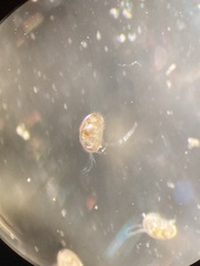 Ostracoda