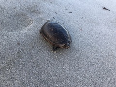 Kinosternon subrubrum