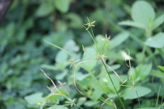 Cyperus fugax