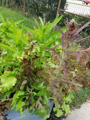 Lactuca sativa