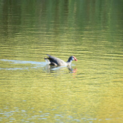 Porphyrio porphyrio