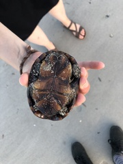 Kinosternon subrubrum