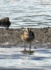 Calidris falcinellus