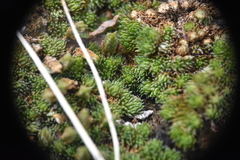Selaginella densa