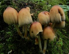Coprinellus