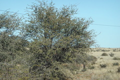 Vachellia erioloba