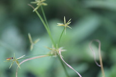 Cyperus fugax