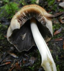 Coprinellus
