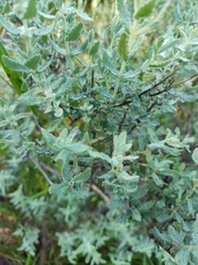 Buddleja scordioides