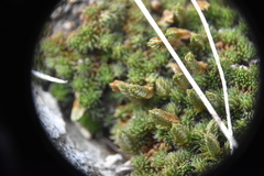 Selaginella densa