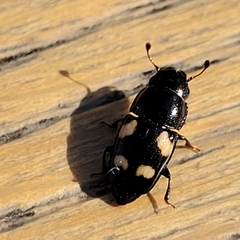 Glischrochilus quadrisignatus