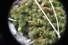 Selaginella densa