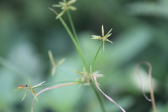 Cyperus fugax