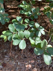 Vaccinium arboreum