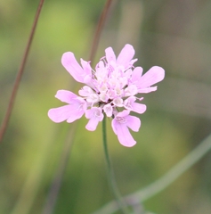 Scabiosa columbaria