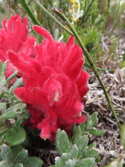 Hyobanche sanguinea