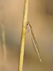 Sympecma fusca