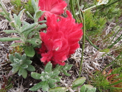 Hyobanche sanguinea