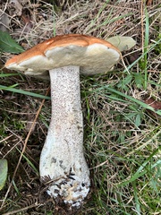 Leccinum aurantiacum