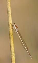 Sympecma fusca