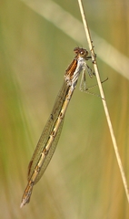 Sympecma fusca