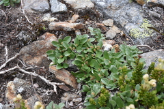 Salix stolonifera