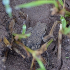 Hyla arenicolor