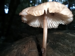 Mycena