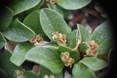 Salix stolonifera