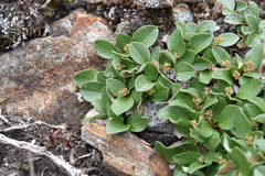 Salix stolonifera