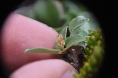 Salix stolonifera