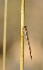 Sympecma fusca