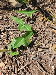 Passiflora tenuiloba