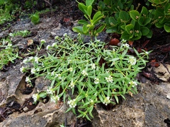 Mitracarpus polycladus