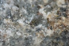 Entomobrya