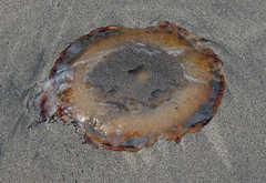 Chrysaora fuscescens