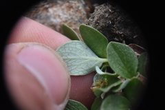 Salix stolonifera