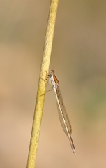 Sympecma fusca