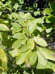 Ilex mucronata