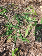 Passiflora tenuiloba