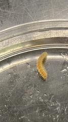 Lepidonotus squamatus