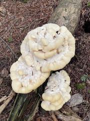 Climacodon septentrionalis